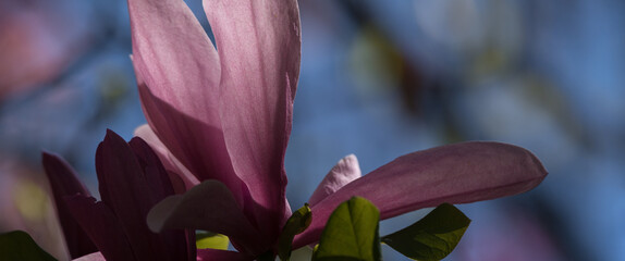 MAGNOLIA - A beautiful flowering tree in a the spa garden in Polczyn Zdroj (Poland)
