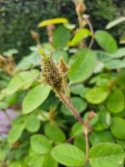 Rosa x centifolia muscosa_ Bud of Pink Moss Rose in spring
