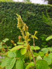 Rosa x centifolia muscosa_ Bunches of buds of Pink Moss Rose in spring