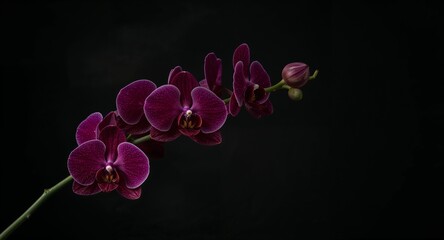 Close up of a stem of purple orchids with a dark background creating a dramatic and elegant effect © muhammadarslan