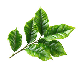 Obraz premium Coffee Plant Branch with Green Leaves Isolated on Transparent Background for Design branch