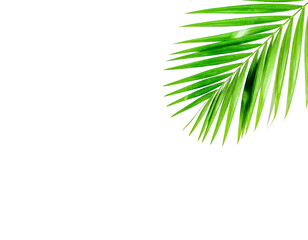Obraz premium A crisp, isolated tropical palm leaf presented in flat lay style on a white background.