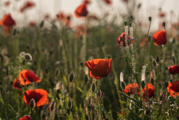 SUMMER LANDSCAPE - Blooming red poppys on a background of the meadow
