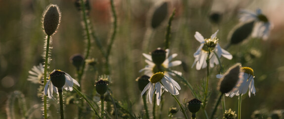 
SUMMER LANDSCAPE - Blooming chamomile flowers in the field