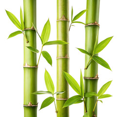 Green bamboo shoots isolated on transparent background