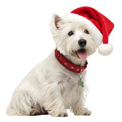 West highland white terrier in santa hat isolated on transparent background