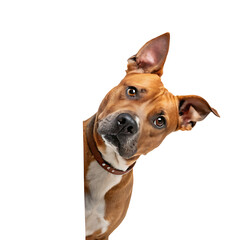 Curious brown dog portrait isolated on transparent background