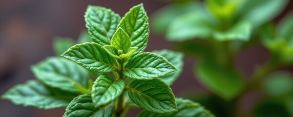 close up of peppermint leaves releasing essential oil reducing mental fatigue and promoting restful sleep, glowing calming waves.