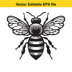 Detailed Vector Illustration of a Black and White Striped Honey Bee with Wings and Antennae Open for Creative Projects