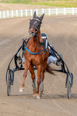 Equestrian sport. A horse and cart on a hippodrome track. Copy space