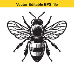 Detailed Vector Illustration of a Honey Bee Featuring Prominent Wings, Antennae, and a Striking Black and White Pattern