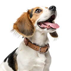 Happy beagle dog portrait isolated on transparent background
