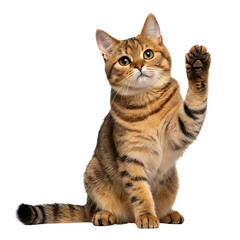 Cute tabby cat raising paw isolated on transparent background
