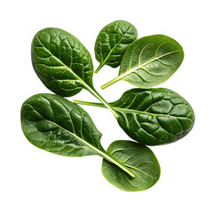 Fresh spinach leaves isolated on transparent background