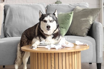 naughty Husky dog with torn paper at table in living room