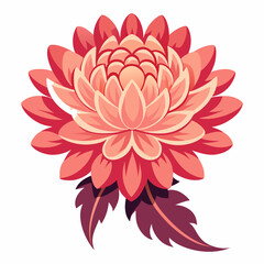 pink dahlia flower