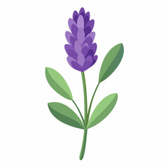 lilac flower isolated on white background