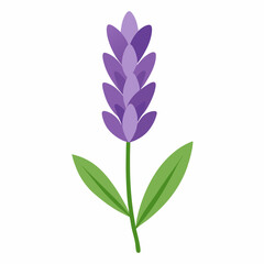 violet flower isolated on white background