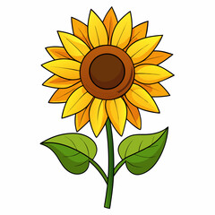 sunflower on white background