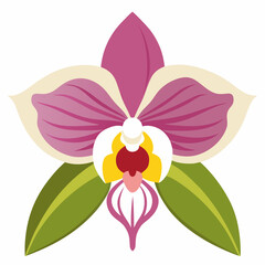 orchid isolated on white background