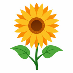 sunflower isolated on white