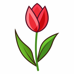 red tulip isolated on white