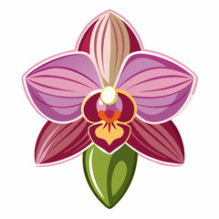 orchid isolated on white background