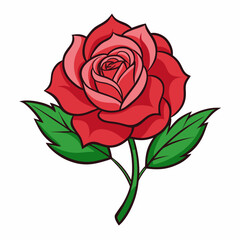 red rose isolated on white