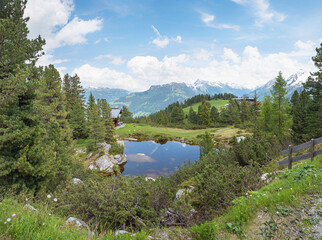 Small pond surrounded by fir trees on the Penken mountain, Zillertal Alps, Austria