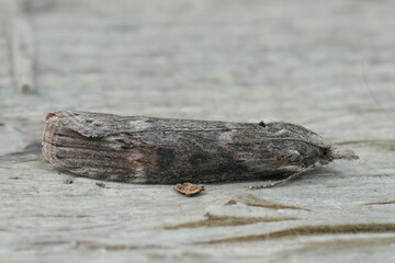 Detailed closeup on a grey colored Theresian Moth Lamoria anella