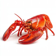 A large, cooked lobster, vibrant red in color, against a plain background. Its claws are prominent, and details of its shell are clearly visible.