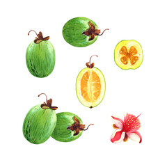 Hand-painted watercolor illustration of whole and halved feijoa fruits along with a feijoa flower, isolated on a transparent background