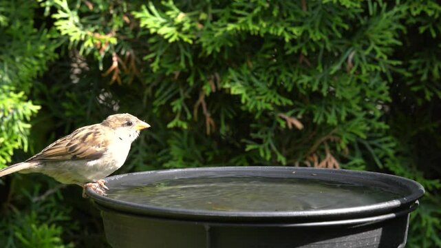 sparrow in the garden