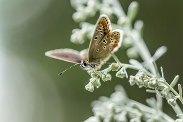 Aricia agestis butterfly close-up macro photography, Brown Argus butterfly on plant
