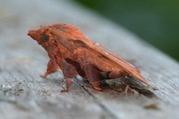 Closeup on an orange brown plum lappet or eggar moth, Odonestis pruni