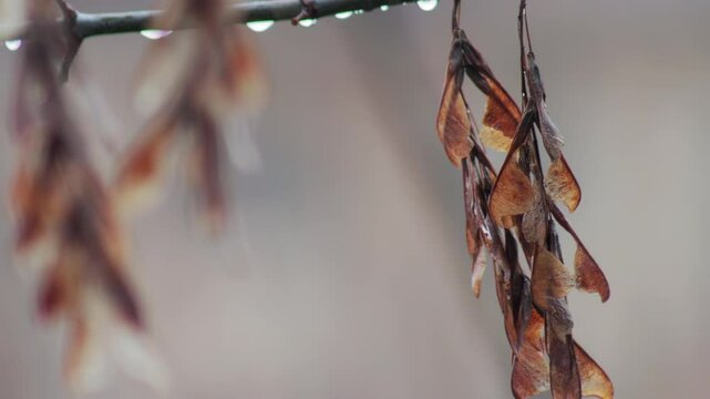 Brown leaves and seeds from an acacia tree sway from the autumn wind and rain. Damp, windy and rainy weather in November, close-up. Copy space for text. Slow motion