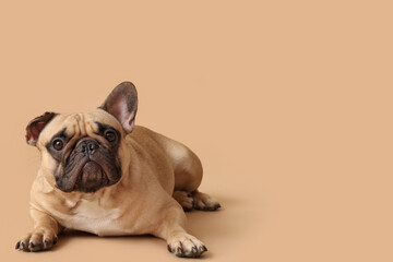 Fototapeta premium Cute French bulldog lying against brown background