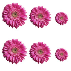 set of flowers isolated on white