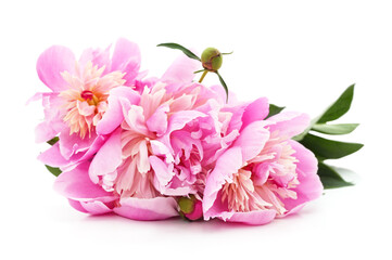 Bouquet of pink peonies.