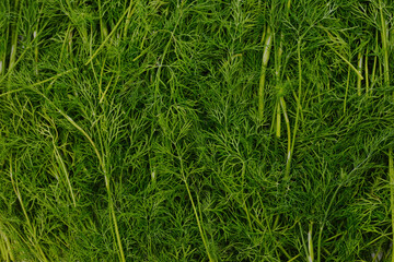 Background of green dill.