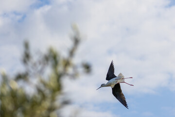 Black winged stilt flying in a cloudy sky over green trees