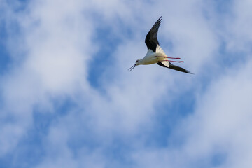 Black winged stilt flying in cloudy blue sky with long red legs