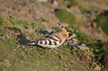 Hoopoe, Upupa epops taken on Lundy, North Devon