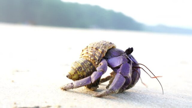 Top view of a purple hermit crab walking on sandy beach with a seashell on its back. A unique marine creature displaying natural adaptation and coastal wildlife behavior.