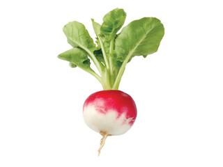 fresh white radish isolated on transparent or white background, Clipping Path ,png 