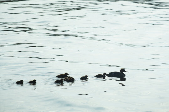 Merganser Duck with Ducklings on Water