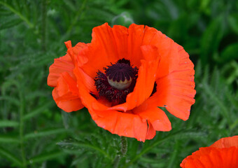 Vibrant Red Poppy in Full Bloom macro