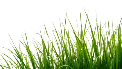 Obraz premium Lush green grass blades against a bright white background creating a fresh and vibrant natural scene
