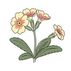  February Birth Flower, primrose. Colorful vector illustration. Spring floral design element for greeting cards.
