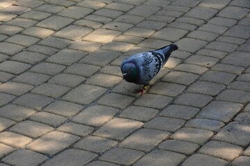 Pigeon walking on cobblestone pavement in daylight, visible leg rings, urban wildlife, bird...